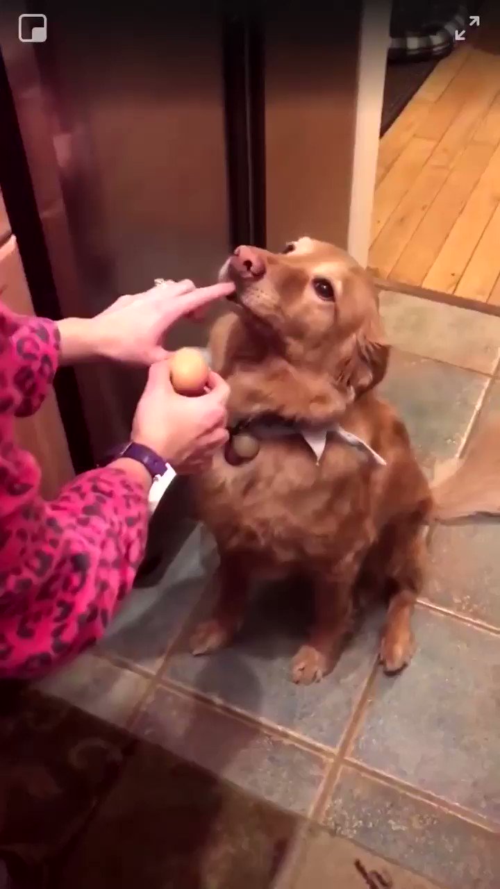 Golden retriever holding best sale egg