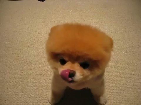 ポメラニアン七変化 かわいいポメラニアンのカット集 ペットと人と人をむすぶメディア Petribbon ペットリボン