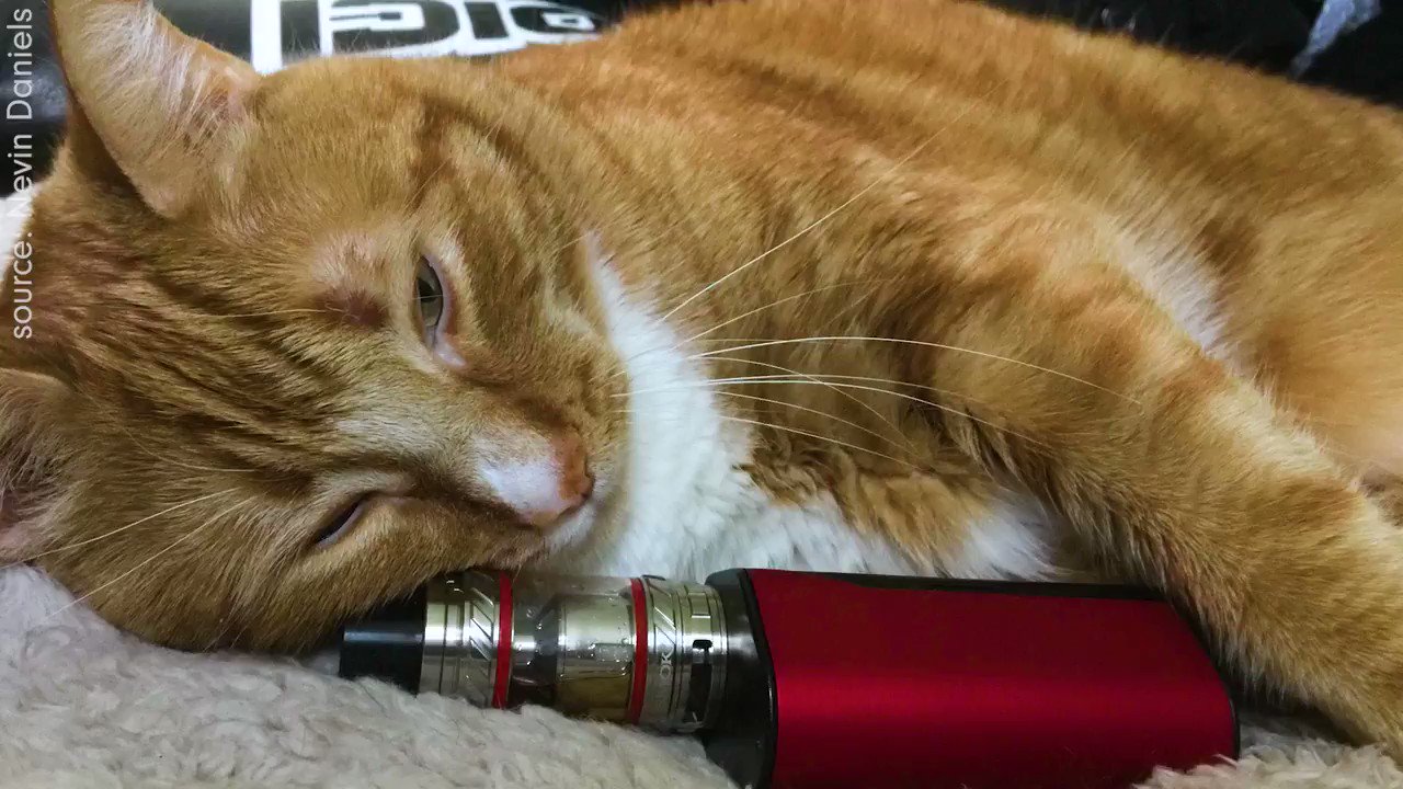 Кот вэйп