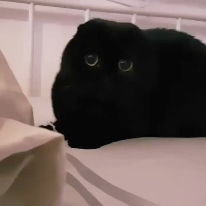 Vantablack cat best sale