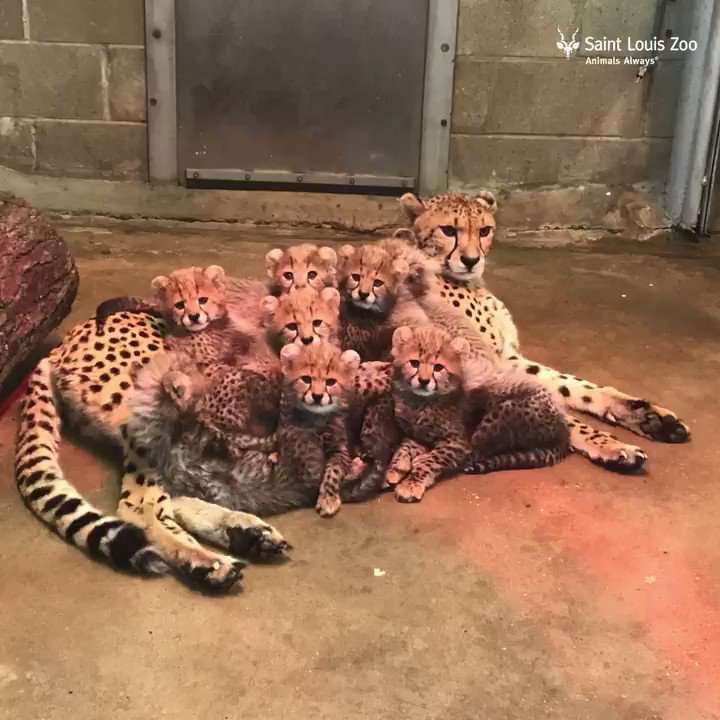 ★デイジー『 Cheetah family B/W 』by Zuberi International Cheetah Day 2024: Meet Two Tiny New