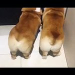 疲れがとんでいくほどの可愛さwモフモフなお尻の動きから目が離せない!