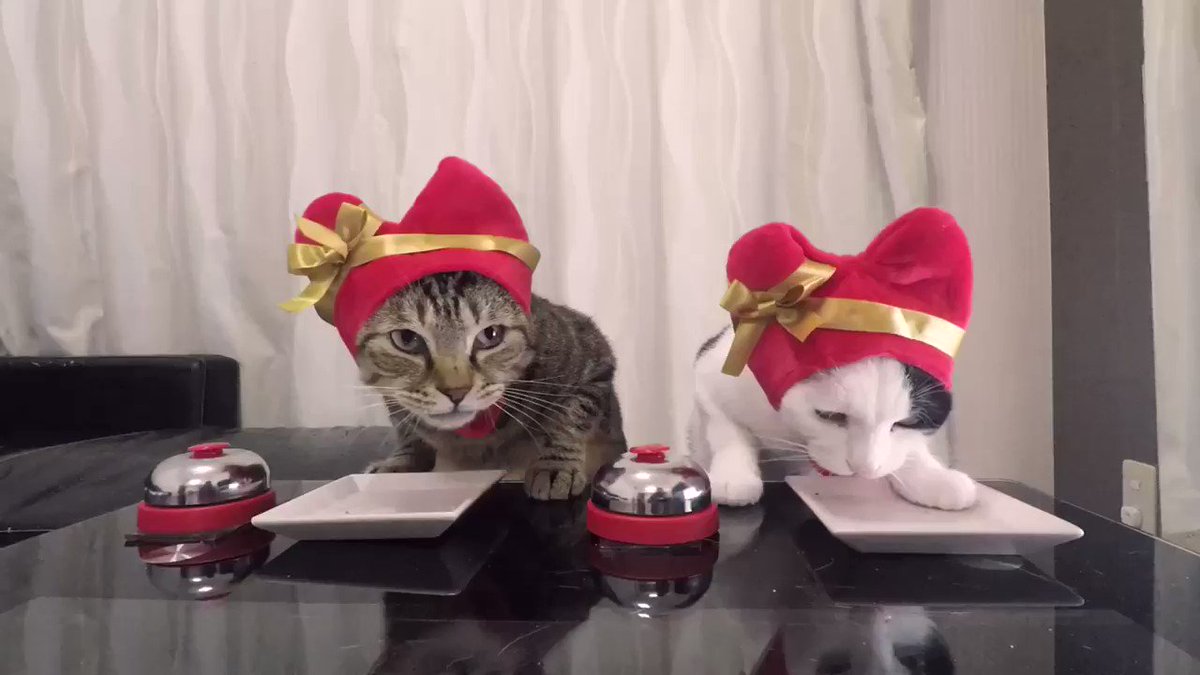 ねこハート