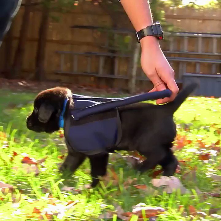 Animal Planet on Twitter: Animal Planet on Twitter:
