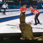 カーリングお手伝いしてる猫。最後に石が画面を飛び出してきたと思ってこっちみてる