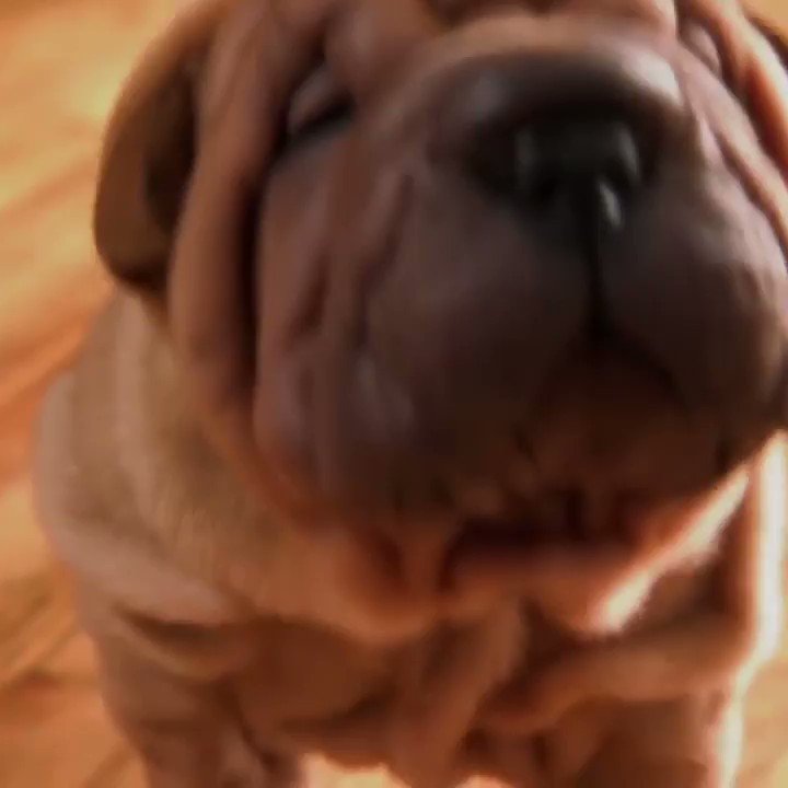 Animal Planet on Twitter: Animal Planet on Twitter:
