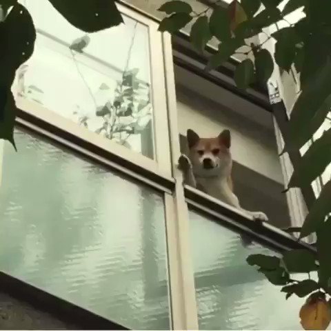 バイバーイと手を振るワンコ ❣️ 😂😆🤣

#面白 #癒される #話題 #ニュース #犬 #動物
https://t.co/MrGepeopx9