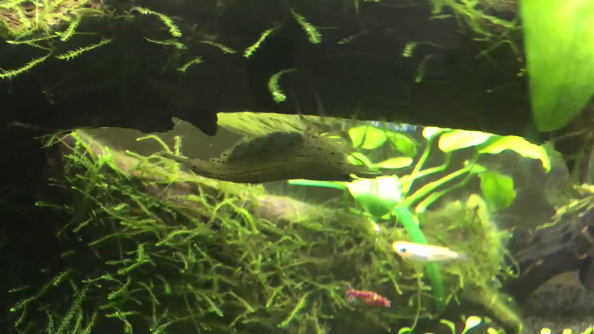 ヤマトヌマエビの卵の色は黒い 白いのはカビ 熱帯魚 淡水魚 海水魚の図鑑