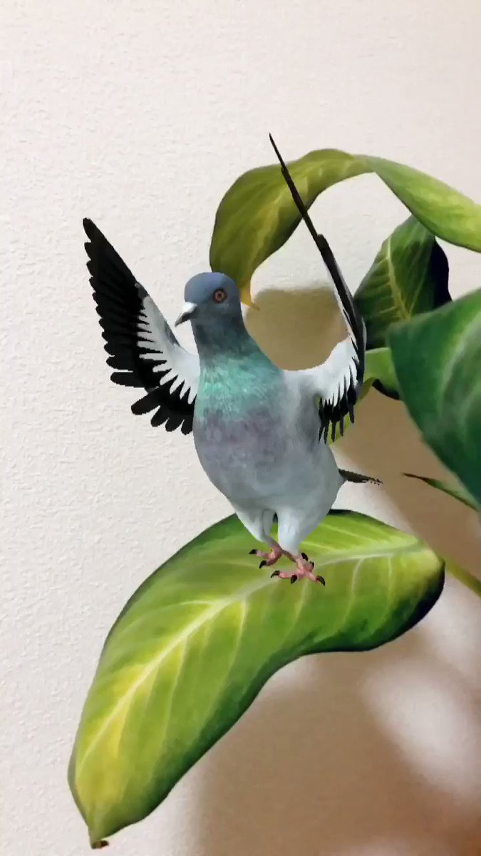 スマートフォンアプリ、SNOWのAR機能に鳩が追加されました🐦🎶🐦🎶#ダンシングピジョン #DancingPigeon