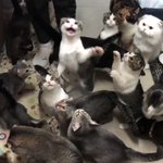 子猫の食事時ってすげえｗ猫の鳴き声でびっくりしちゃう食事前ｗ