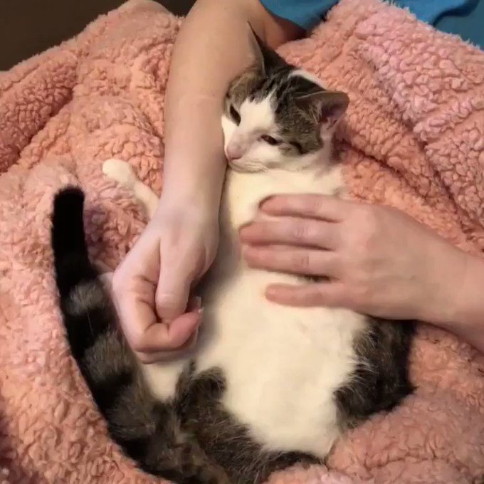 ❤️ KING MILOH 👑 https://t.co/z5zKwhrBUq<a href="/tag/lol"class="tags"><span>#lol</span></a><a href="/tag/comingsoon"class="tags"><span>#comingsoon</span></a><a href="/tag/omg"class="tags"><span>#omg</span></a><a href="/tag/behindthescene"class="tags"><span>#behindthescene</span></a><a href="/tag/welove"class="tags"><span>#welove</span></a>