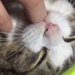 完全に甘えてるｗ猫が指に吸い付く姿が可愛すぎてほんと胸キュン!