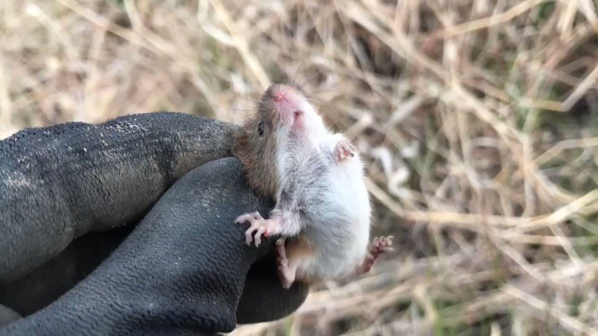 畑を耕していたらそれは小さなカヤネズミが出てきてこんにちは「ひゃああ可愛い!!」「こんなのいるんだ」