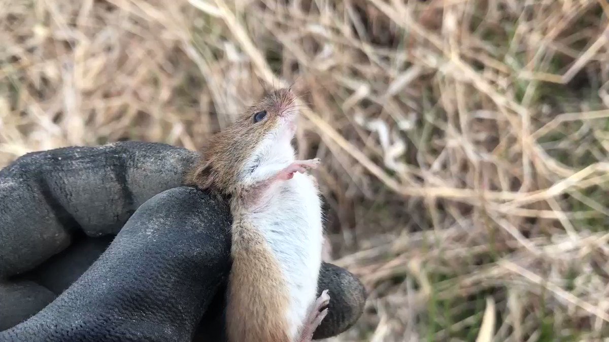 畑で見つけたカヤネズミ 稲を食べる害獣というのは濡れ衣で雑草を食べてくれる良い奴だよ Netgeek