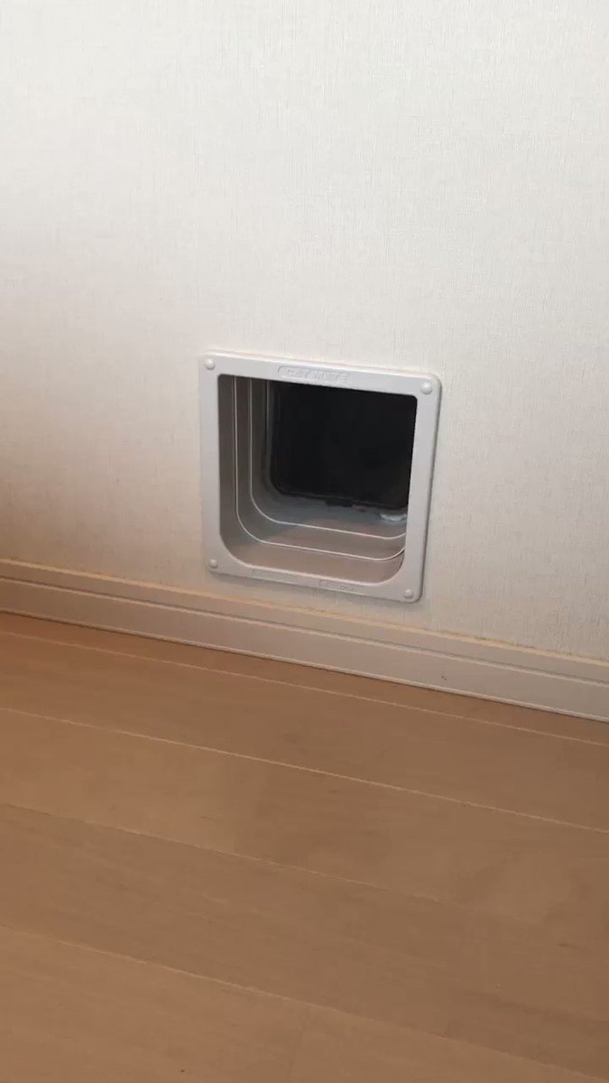これは癒しのドア？次々とかわいいネコが出てきて癒される。