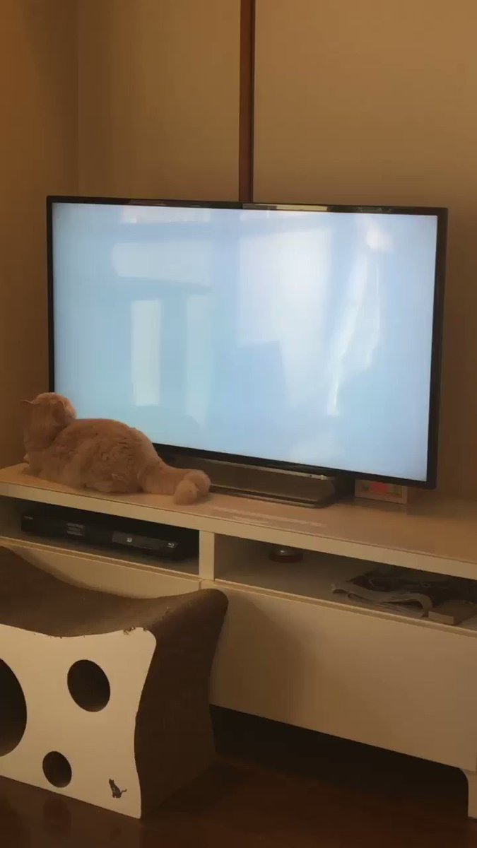 真剣だなwテレビ画面の中のネズミが気になって追いかけ回す猫w