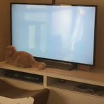 真剣だなwテレビ画面の中のネズミが気になって追いかけ回す猫w