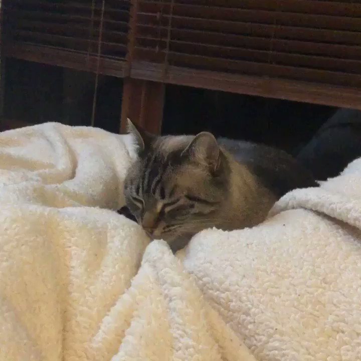 Garbage Dispute Lady (GarbDisputeLady) Twitter