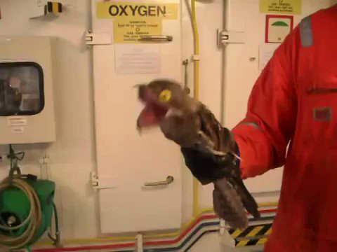プケプケは実在した！？中南米に生息する謎の怪鳥タチヨタカの顔と声ｗｗｗ