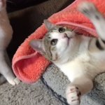 何かを狙ってるはずなのにｗ後ろからほかのネコに叩かれるネコがかわいいｗ