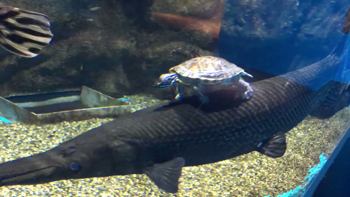 仙台うみの杜水族館 ツイートを止められておりましたが そろそろ時効 なので上げるこちらの動画 アリゲーターガーの背中に乗るアカミミガメがめちゃくちゃキュート S Uminomori 話題の画像がわかるサイト