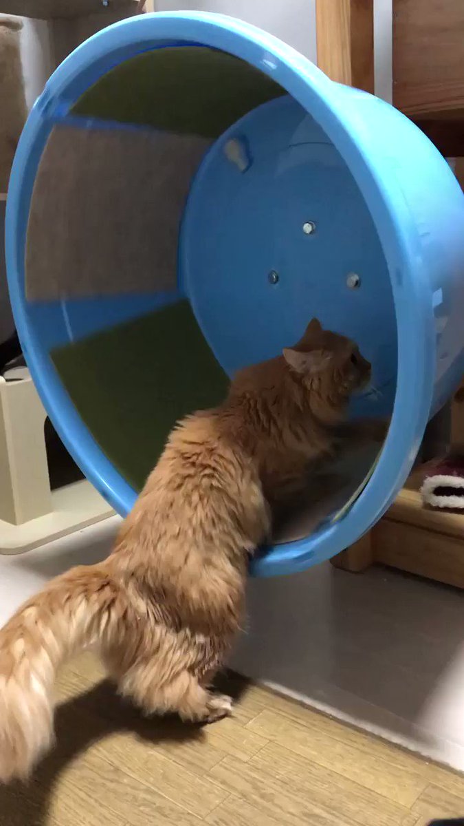 ネコまにあ家 13匹の猫達 そうきたか S ちぃちゃん ネコまにあ家 13匹の猫達 そうきたか S ちぃちゃん