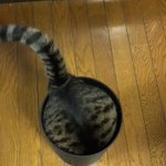 その角度から抜け出せる？!猫の驚異的な柔らかさの秘密を動画でチェック