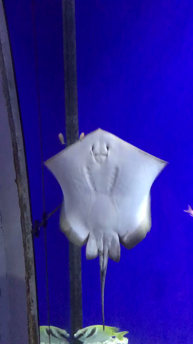 なにしてんの君 海遊館にいるエイの遊んでる かのような動きがカワイイ Togetter なにしてんの君 海遊館にいるエイの遊んでる かのような動きがカワイイ Togetter