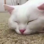 鼻は触られたくないみたいｗ触った途端怒るでもなくそっと隠す猫がかわいいｗ