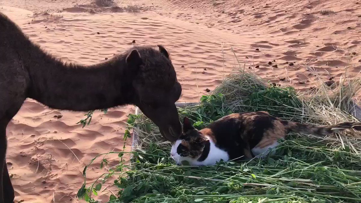 ラクダと猫のコラボレーション？！戯れている様子になんか胸キュンｗ