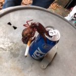 いや、このザリガニ不良すぎるでしょw片手でタバコをスパスパするザリガニw