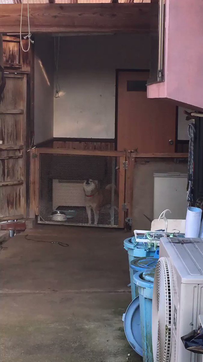 こんな出迎えされてみたいわw1日の疲れも吹っ飛ぶ愛犬の歓迎！