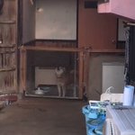 こんな出迎えされてみたいわw1日の疲れも吹っ飛ぶ愛犬の歓迎!