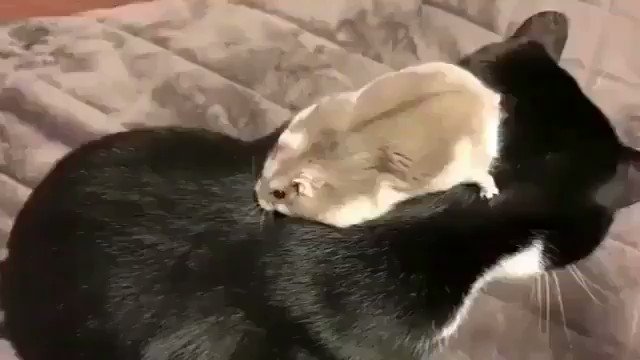 可愛すぎだろw仲良しな猫の背中を滑り台がわりにしちゃうハムスタw