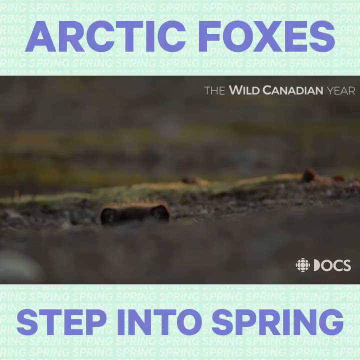 CBC on Twitter: "Watch these adorable Arctic fox puppies take their