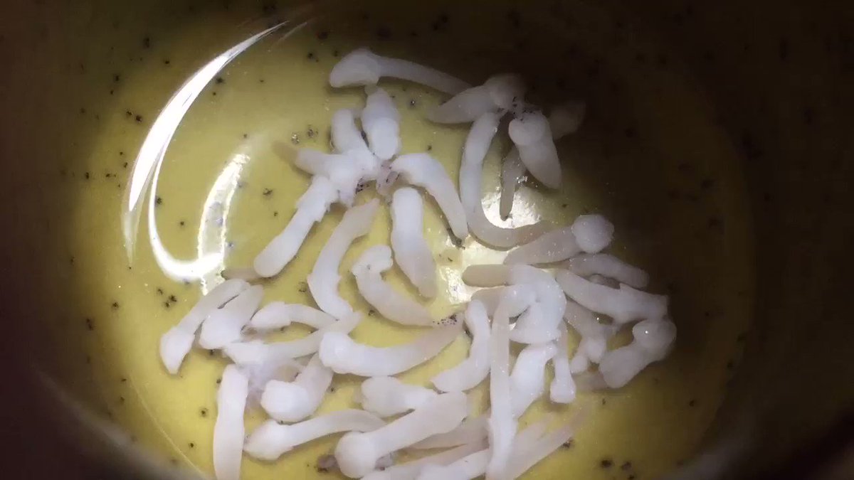 ニベリニアは食べても無害だから安心してね ざざむし ニベリニアは食べても無害だから安心してね ざざむし
