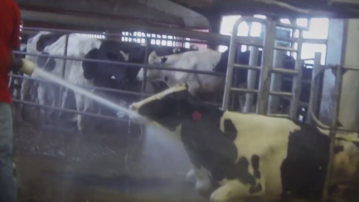 Animals are NOT things. ❌