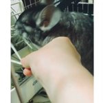 そんな捨て方しなくてもｗ一度持った餌が気にくわなかったのか投げ捨てるチンチラｗ