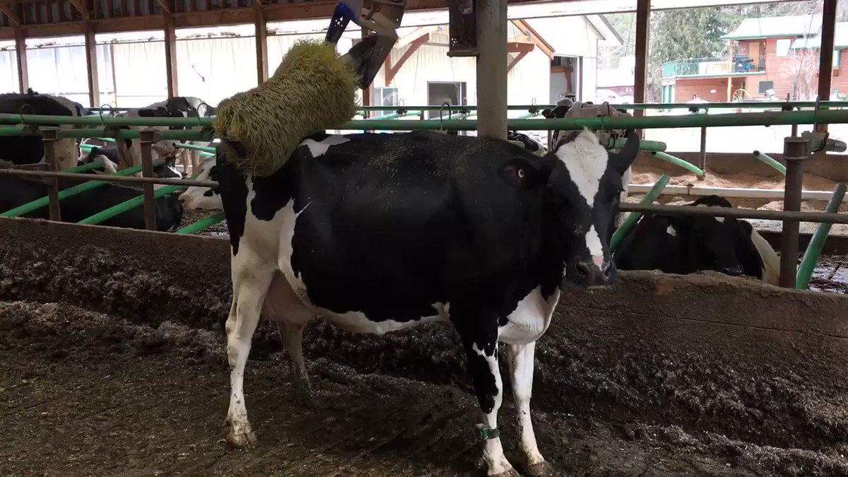 cow back scratcher www