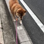 こんなお散歩があこがれｗとぼとぼ歩いたり、すたすた歩いたりする柴犬が可愛すぎｗ