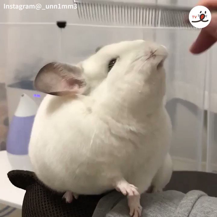 ブラッシングが気持ちよすぎて顔がおっさんみたいになってるｗとってもかわいい動物！