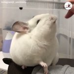 ブラッシングが気持ちよすぎて顔がおっさんみたいになってるｗとってもかわいい動物!