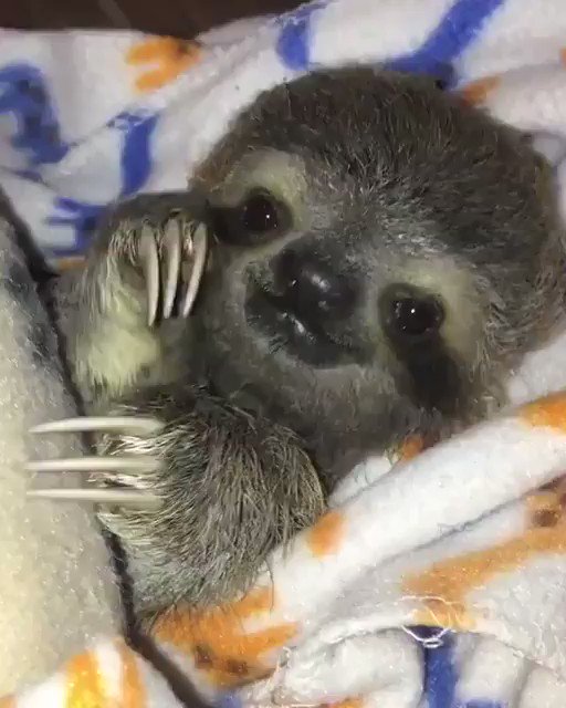 動物のかわいい動画 ナマケモノの赤ちゃん可愛すぎる かわいい 動物のかわいい動画 ナマケモノの赤ちゃん可愛すぎる かわいい