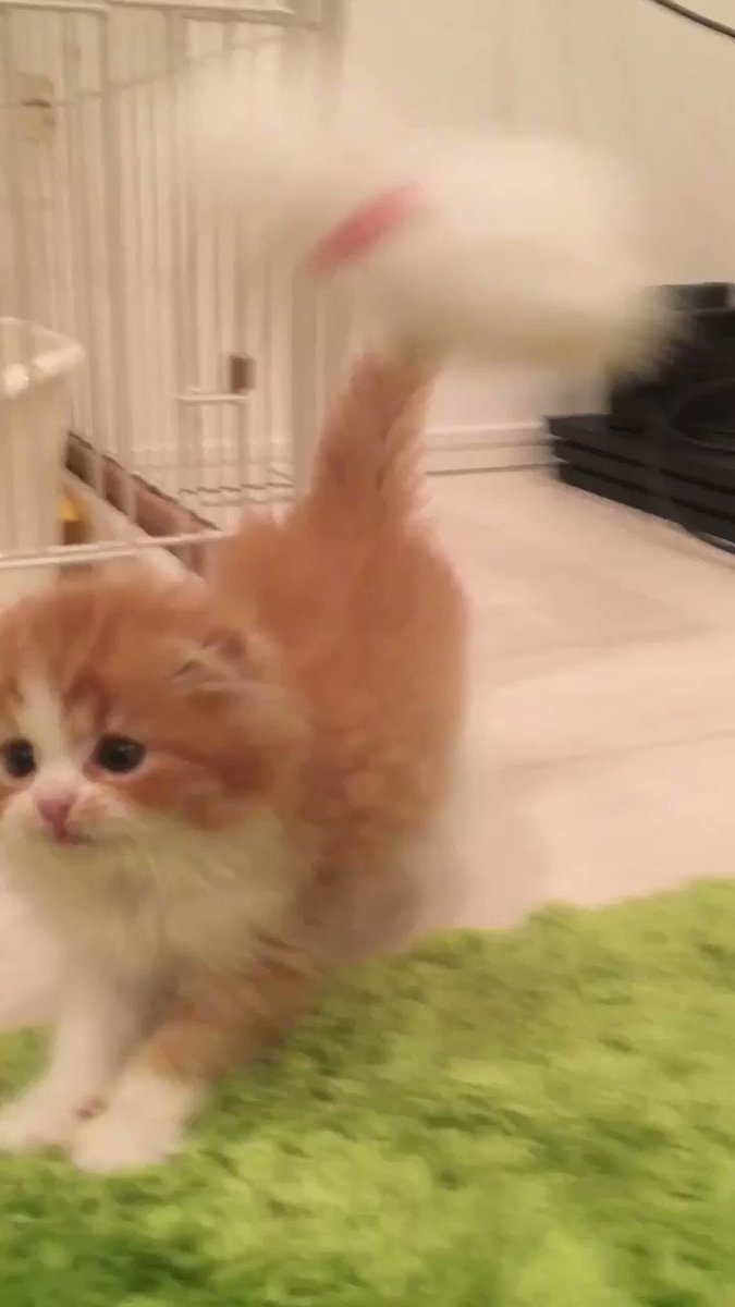 Kun かわいいー 俺も倉持由香飼いたいな