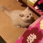 もしかして話しかけてきてる？ｗこんなに可愛い猫から話しかけられたら胸キュンｗ