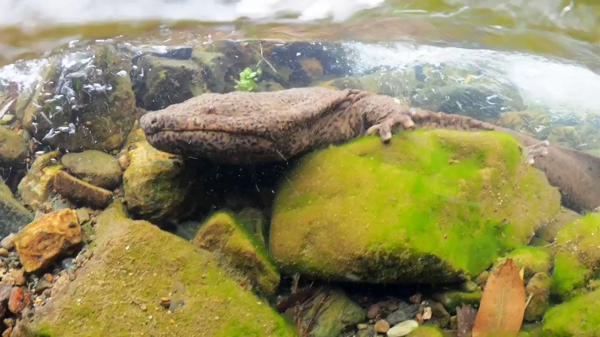 オオサンショウウオの息継ぎ動画が撮れました。鼻を使って上手に空気を吸い込み、水中に戻るときに口から少しだけ泡が漏れます。爪の無い4本指でしっかり岩をつかみ、下流に移動する時は流れに身をまかせます。3000万年前から現代までずっと変わらない姿が日本の川にあります。美しい。