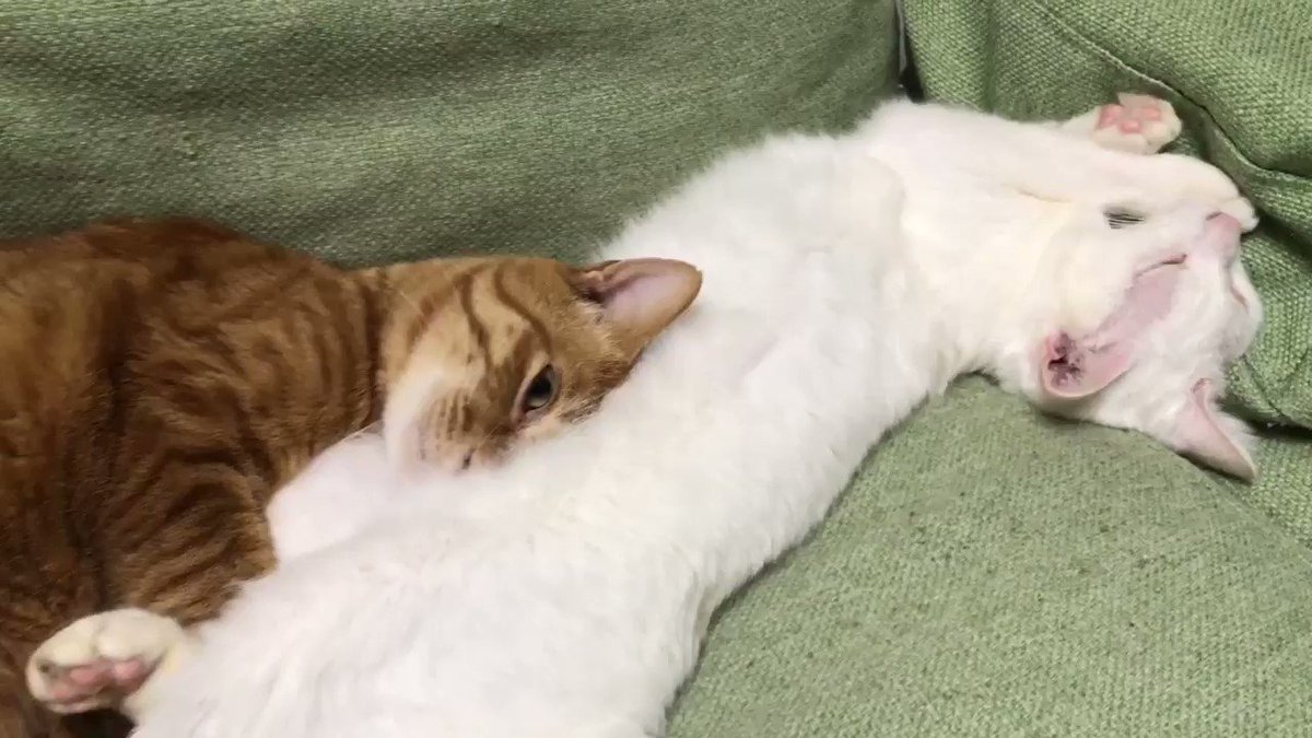 ボクシング見てたら猫の顔が猫の腹に吸い込まれた 何を言っているのかわからねーと思うがおれもちょっと何を言ってるかわからない 話題の画像がわかるサイト ボクシング見てたら猫の顔が猫の腹に吸い込まれた 何を言っているのかわからねーと思うがおれもちょっと何を言ってるかわからない 話題の画像がわかるサイト