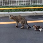 カルガモ親子じゃなくて、猫の親子の大移動？列が可愛くてずっと見てられるｗ