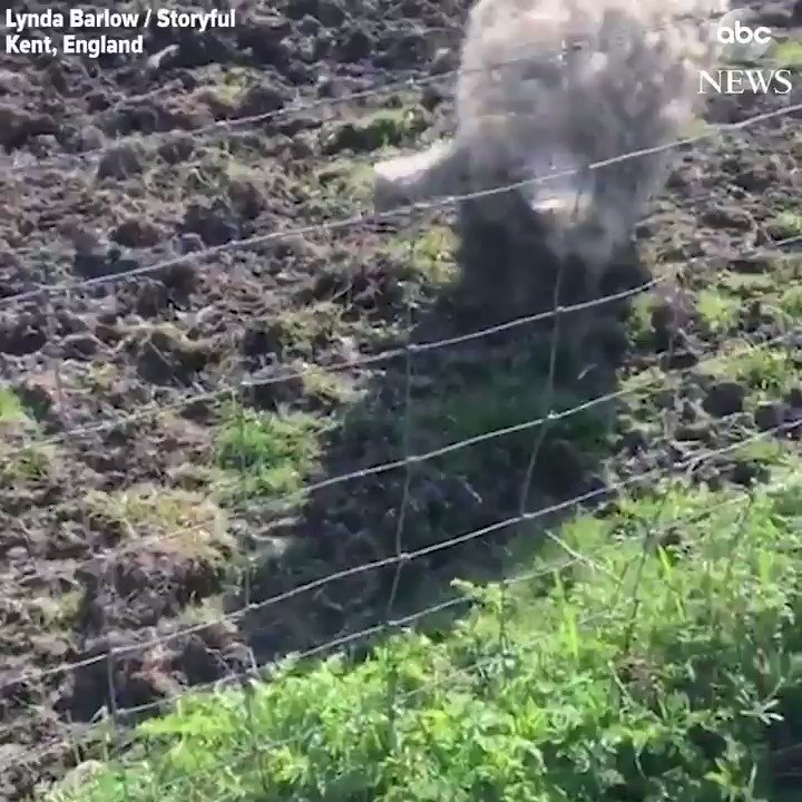 A pig that looks like a sheep?! That's what one cyclist discovered while biking through England.