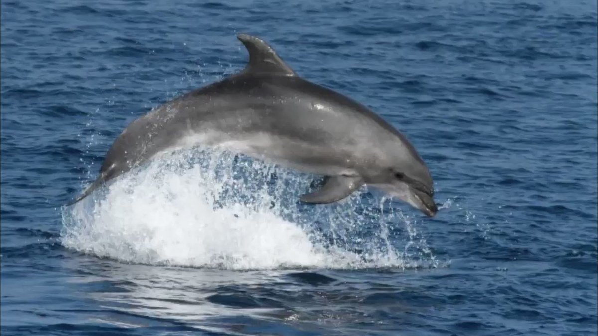#Dolphins are not fish. Dolphins are very intelligent mammals that live in family units with strong family bonds. Dolphins are naturally altruistic - they have a natural concern for the well-being of others without any regard for self interest or reward.